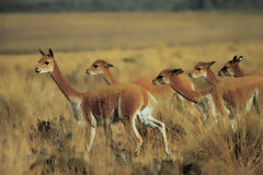 Vicuas en Pampa Galeras