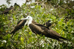 Manglares de Puerto Pizarro