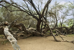 Bosque de Pmac