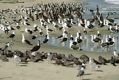 Gaviotas y pelcanos