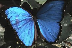 Mariposa morfo (Morpho menelao)