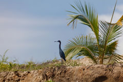 Garcita Azul en los Manglares de Tumbes