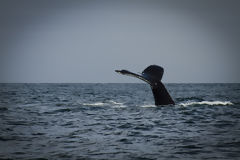 Avistamiento de ballenas