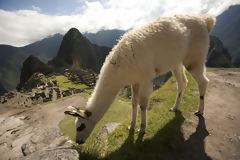 Ciudadela de Machu Picchu