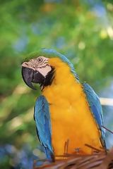 Guacamayo