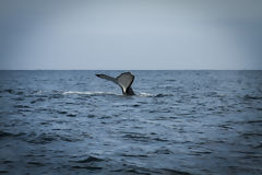 Avistamiento de ballenas