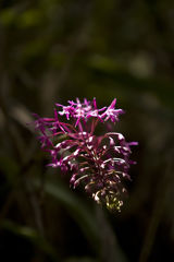 Orquidea en la ruta a Choquequirao