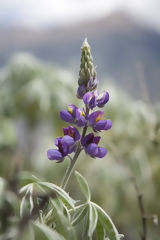 Orquidea en la ruta a Choquequirao