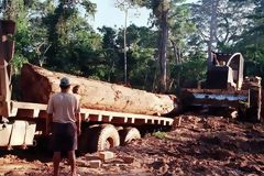 Tala de bosques. Madre de Dios