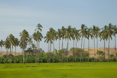 Estuario de Virril