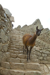 Ciudadela de Machu Picchu