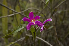 Orquidea en la ruta a Choquequirao