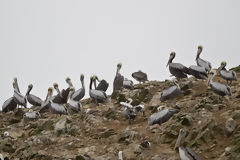 Pelcanos en Paracas