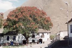 Arbol de pisonay, Andahuaylas