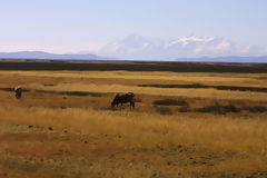 Paisaje puneo, Puno