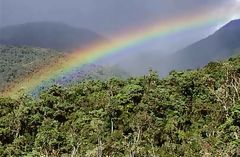 Selva de San Martn