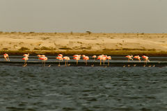 Flamencos o Parihuanas