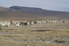 Alpacas