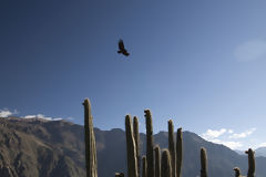 Can del Colca