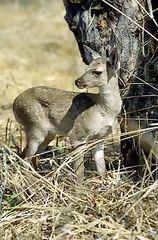 Venado coliblanca, Cerros de Amotape