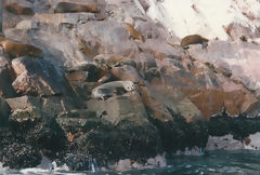 Islas Ballestas, Paracas