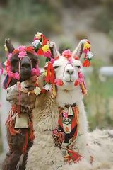 Llamas, Colca