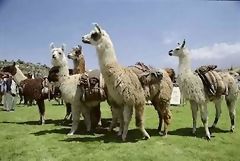 Llamas, Colca