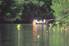 Turista en el manglar El Bendito