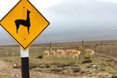 Vicuas en Salinas y Aguada Blanca