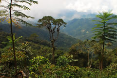 Paisaje de selva alta