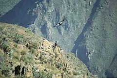 Mirador de Cndores, Colca