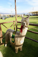 Exhibicin de alpacas