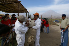 Exhibicin de alpacas