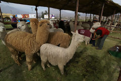 Exhibicin de alpacas