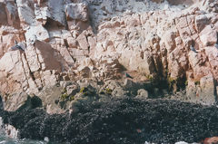 Islas Ballestas, Paracas