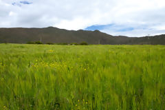 Campo de cebada en el Colca