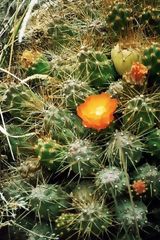 Cactus camino a Canta