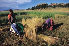 Cosecha de cebada, alrededores de Chucuito