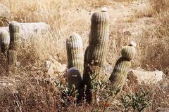 Cactus. Cordillera Blanca