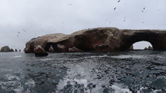 Islas Ballestas, Paracas