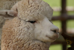 Exhibicin de alpacas