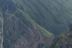 Cndor en el Colca