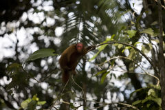 Mono guapo rojo