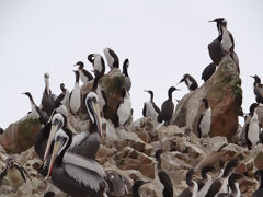 Islas Ballestas, Paracas