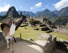 Llamas en Machu Picchu