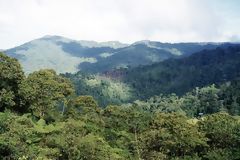 Selva alta, Tingo Mara