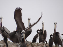 Islas Ballestas, Paracas