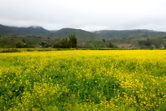 Campia en el valle del Colca