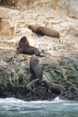 Lobos de mar en las Islas Palomino, Callao