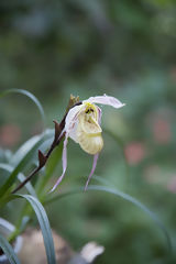 Orqudea en Oxapampa